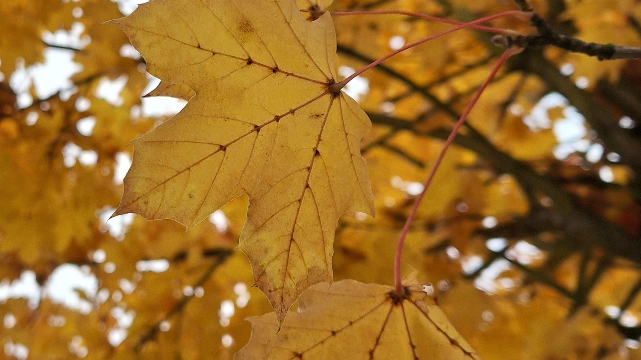 Herbstblätter gelb