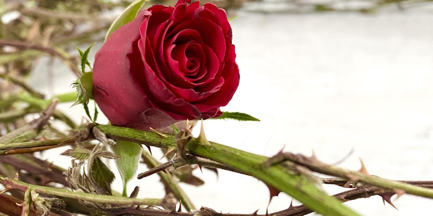 Rose und Dornen